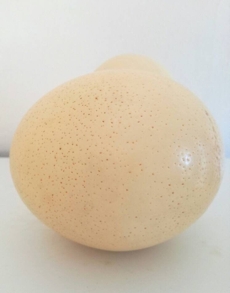 Custom Order for Cathy 6 Ostrich Eggs Shell Plain DIY Supplies, Authentic Egg for home / office Decorations. For the Creative mind to do carving, painting or any art