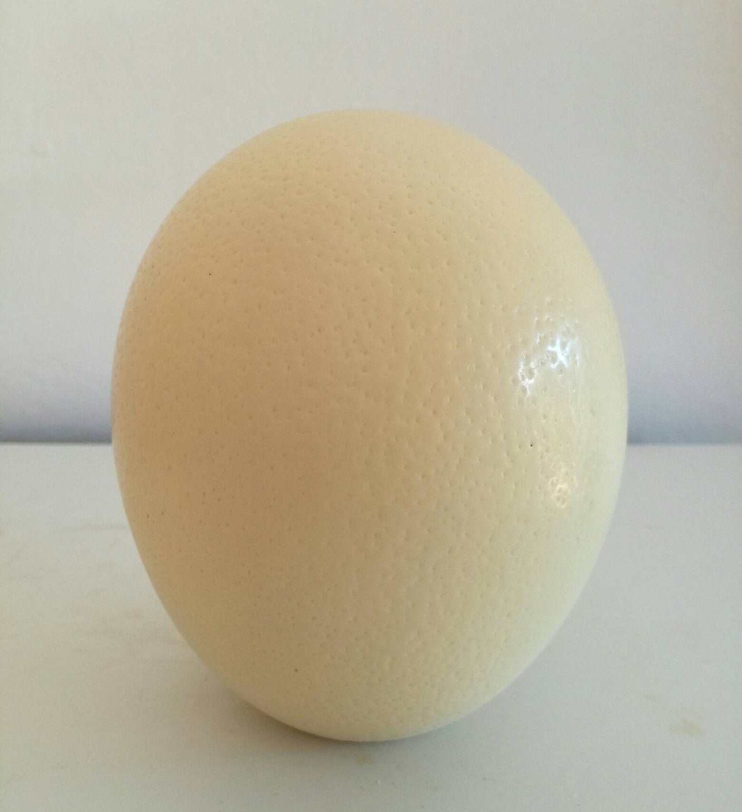 Custom Order for Cathy 6 Ostrich Eggs Shell Plain DIY Supplies, Authentic Egg for home / office Decorations. For the Creative mind to do carving, painting or any art