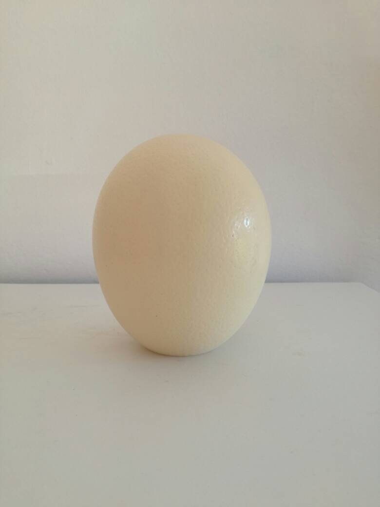 Custom Order for Cathy 6 Ostrich Eggs Shell Plain DIY Supplies, Authentic Egg for home / office Decorations. For the Creative mind to do carving, painting or any art