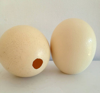 Custom Order for Cathy 6 Ostrich Eggs Shell Plain DIY Supplies, Authentic Egg for home / office Decorations. For the Creative mind to do carving, painting or any art