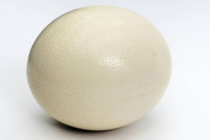 Custom Order for Cathy 6 Ostrich Eggs Shell Plain DIY Supplies, Authentic Egg for home / office Decorations. For the Creative mind to do carving, painting or any art