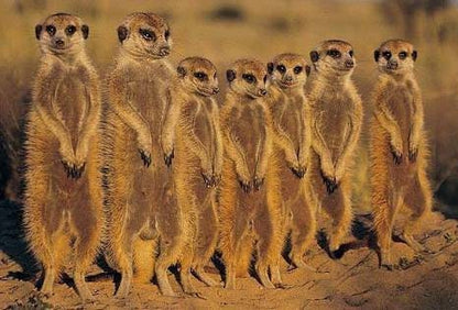 Familie aus 4 klaren, orange und rot bemalten Erdmännchen-Skulpturen aus Jacaranda-Holz. Handgeschnitzte Figuren. Afrikanische Kunst für die Inneneinrichtung von Zuhause oder dem Büro.