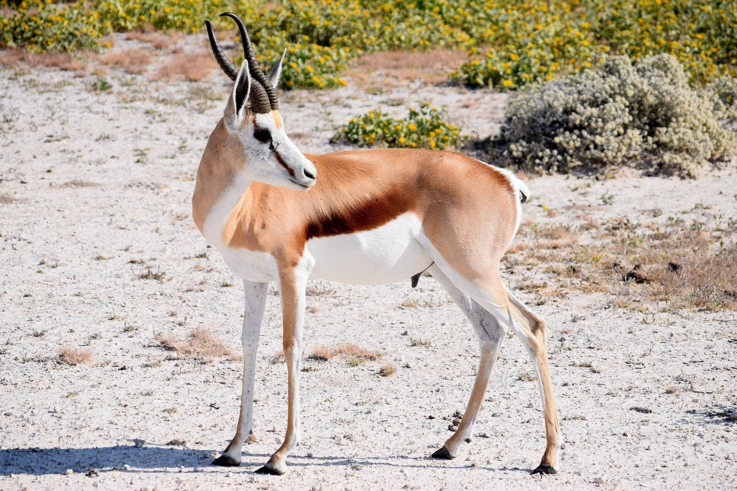 Springbok / Small Antelope Skin Rug. Full Authentic hide. Leather Throws African Interior Decor shipping Worldwide with import certificates.