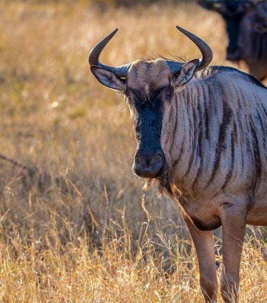 Wildebeest leather Cushion cover. Rectangular Pillow case made from the gnu Antelope hide. African Interior Decor Art Gifts Express Shipping