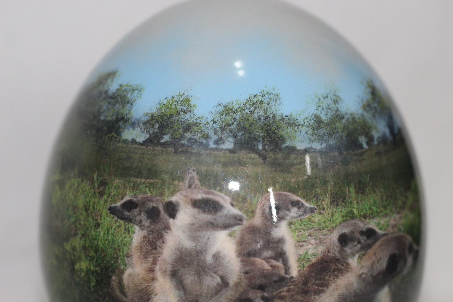 Meerkat Family on Authentic Ostrich Egg Shell Decoupage Art. Unique African Home and office decoration gifts Express Shipping Worldwide