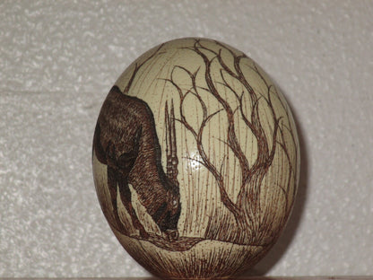 SCRIMSHAW  Oryx  (Gemsbok) Carved Ostrich Egg with burnt Amber paint, Ostrich Egg Art, Wildlife Carved Egg. Decorative Ostrich Egg Art. Gift